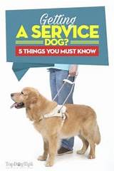 United States Service Dog Registry Review Pictures