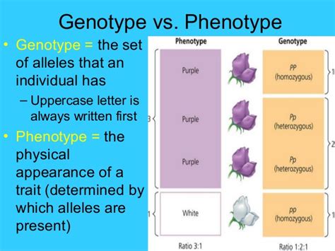 For example, a person with blonde hair may have a homozygous, or a heterozygous constitution, which a genotype is the specific allele makeup or genetic constitution of an individual or organism. Genetics_Ottolini_Biology