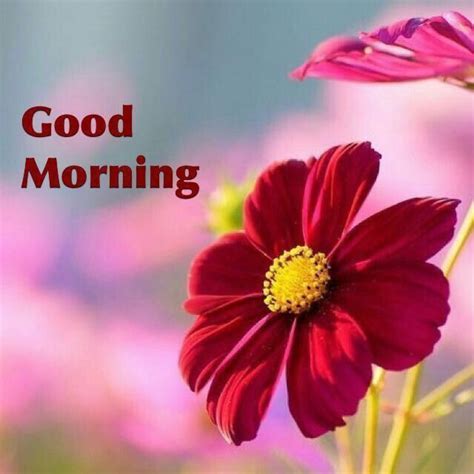 Checkout the best collection of beautiful good morning images 2021. Good Morning Pictures, Photos, and Images for Facebook ...