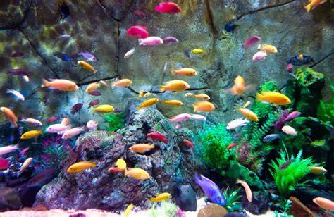 Best Aquariums Buying Guide And Comparison In 2021