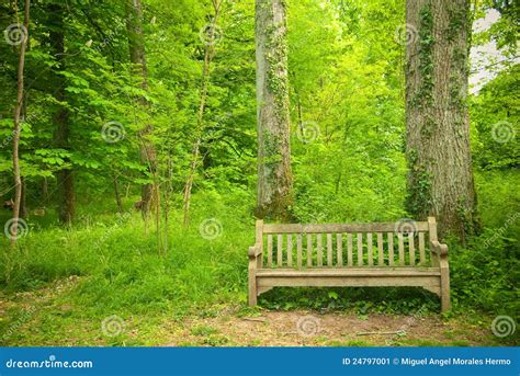 Bench In The Forest Stock Image Image Of Vine France 24797001