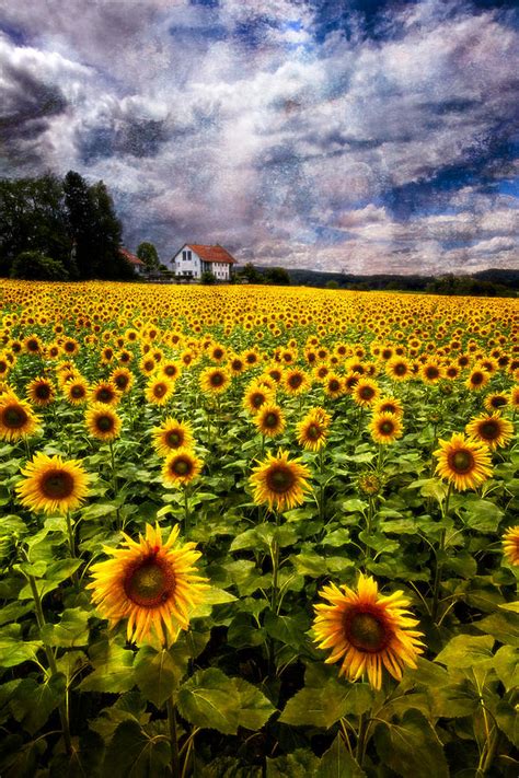 Dreaming Of Sunflowers Photograph By Debra And Dave Vanderlaan Fine