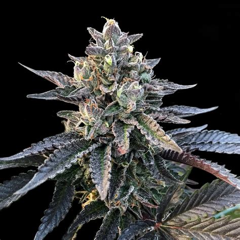 We did not find results for: Gelato Sorbet - strain - DNA Genetics | Cannapedia