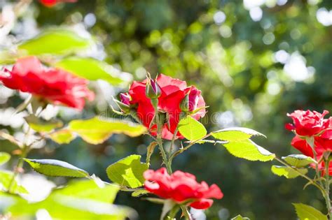 Red Bush Roses Stock Image Image Of Garden Valentine 223513673