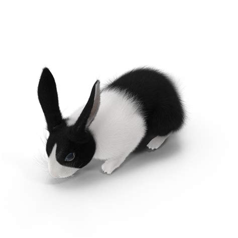 Be the first to review black and white rabbit backpack cancel reply. Black and White Rabbit PNG Images & PSDs for Download ...