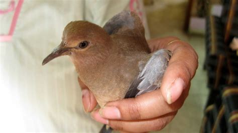 Malhar A Little Brown Dove Laughing Dove
