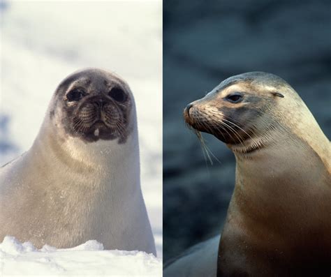Seals Vs Sea Lions — Sea Smart Help Us Protect Our Ocean