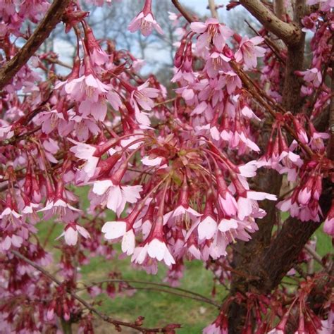Prunus Okame Flowering Cherry Tree Buy Cherry Blossom Trees