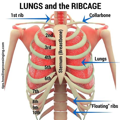 Lungs Behind Ribs Human Lungs With Ribcage Illustration Stock Photo