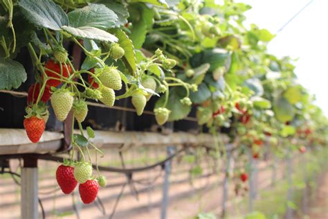 Top Principles For Growing Strawberries In Substrate