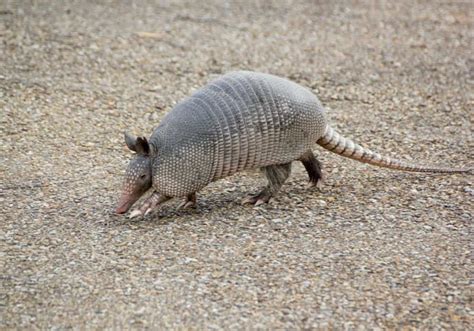How To Trap An Armadillo A Step By Step Guide