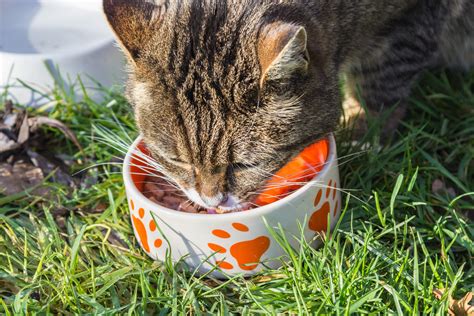 Flax, barley and wheatgrass are also often referred to as cat grass, as is catnip however catnip is not a grass. Free Images : grass, feed, bowl, food, kitten, eat ...