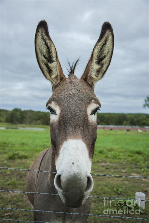 Animal Personalities Friendly Quirky Donkey Face Close Up Photograph By