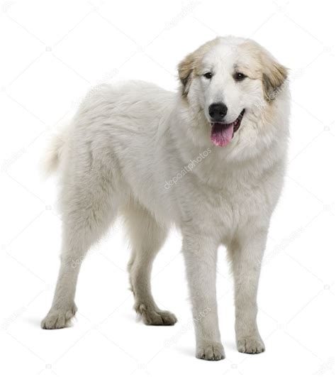 Pyrenean Mountain Dog Or Great Pyrenees 9 Months Old Standing In