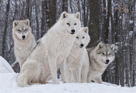 Arctic Wolf — Expedition Art