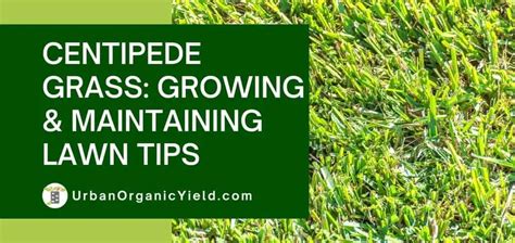 Centipede Grass How To Grow And Care