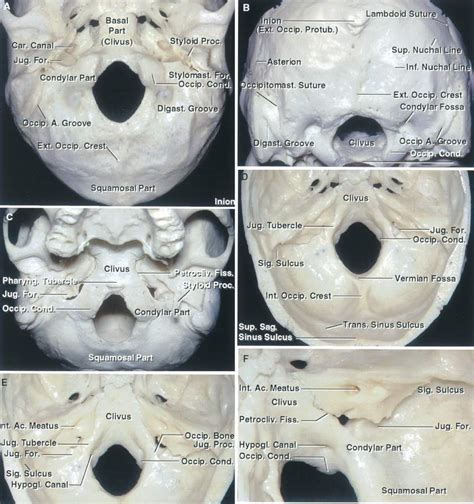 Occipital Bone And Foramen Magnum Neuroanatomy The Neurosurgical Atlas