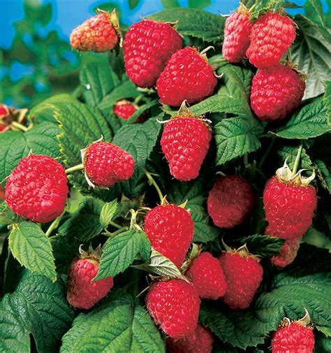 This bush has two harvest seasons with a moderate yield in july and heavy yield in september until frost. Raspberry 'Heritage' - De Groot, Inc. - Perennials ...