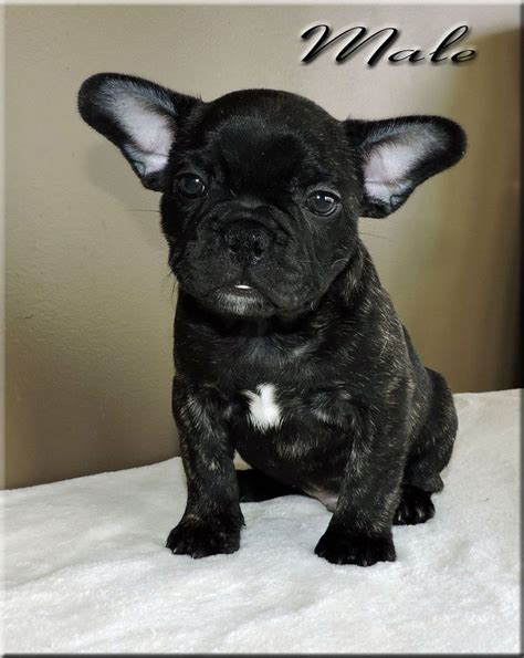 Visit us now to find the right french bulldog for you. French Bulldog Puppy Breeders Michigan - Animal Friends