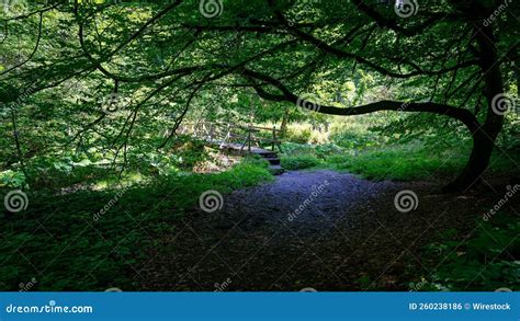 Aerial View Of Path Surrounded By Dense Trees In Forest Stock Photo