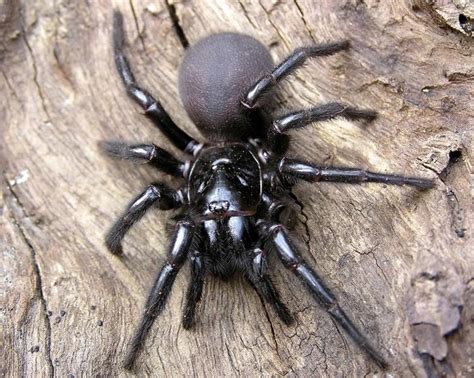 See The Worlds Most Poisonous And Dangerous Spiders