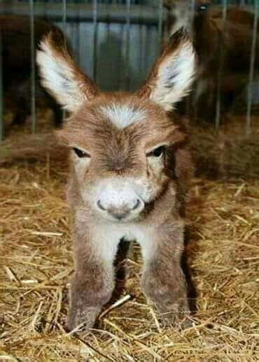 Pin By Lizzy Ford On Animals With Big Ears Animals Baby Donkey Cute