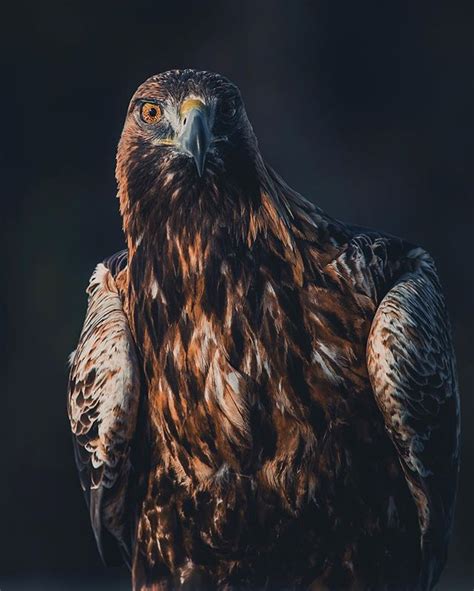 ~ Golden Light Portrait Shoot With A Golden Eagle It Doesnt Get Much