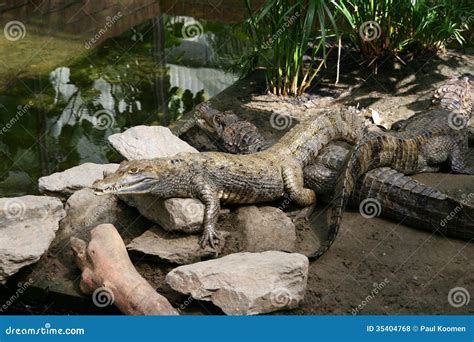 Caiman Stock Photo Image Of Tail Rough Aquatic Scary 35404768