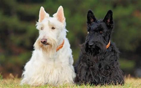 Scottish Terriers Dogs Breed Facts And Information