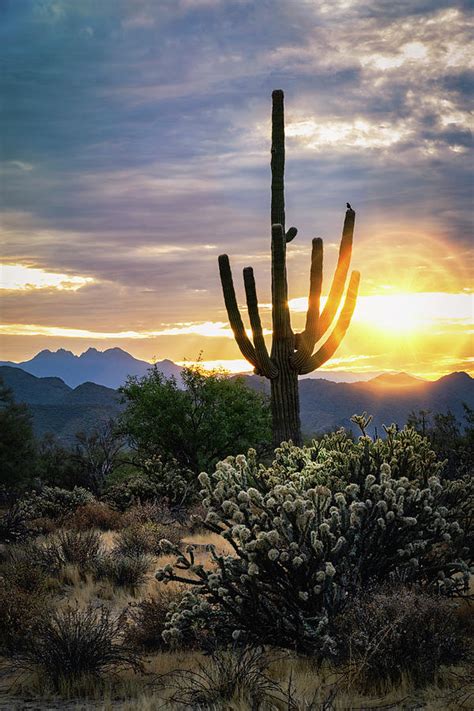 As The Sun Rises On The Sonoran Photograph By Saija Lehtonen Fine Art