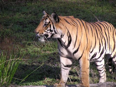Tigers Can Come Back From Brink Of Extinction Resolve