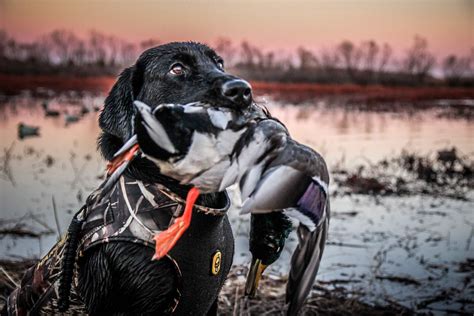 Duck Hunting Photos
