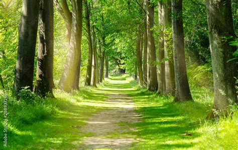 Beautiful Green Forest Trees With Morning Sunlight Path In Spring
