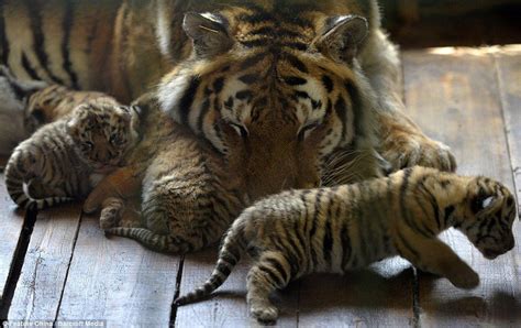 Beautiful Images Show Off One Week Old Siberian Tiger Cubs