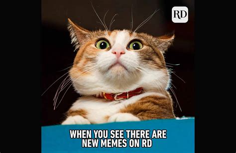 15 Funny Animal Memes You Cant Help But Laugh At Readers Digest Asia