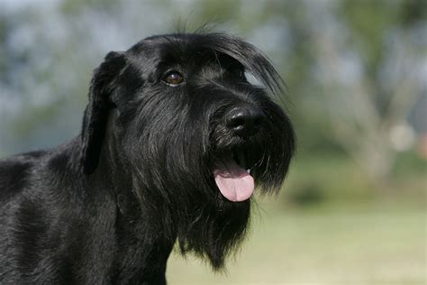 Only guaranteed quality, healthy puppies. Der Schnauzer im Rasseportrait