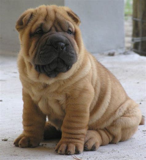 Shar Pei Puppy Ohmister Wrinkles Is Adorable Shar Pei Puppies