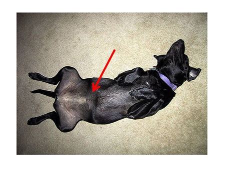 Umbilical Hernia Dog Belly Button Lump