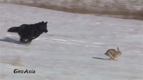 Wolf Chasing Rabbit