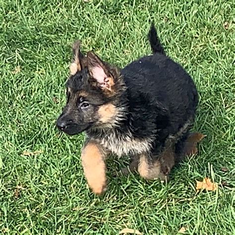 German Shepherd Puppies For Sale In Illinois Regis Regal