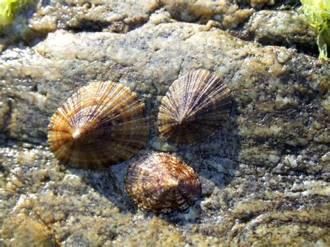 Patelle & patelle di mare. Patelle | Dalla conchiglia si può capire il mollusco ...