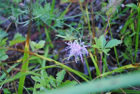 West Virginia Native Wildflowers The Big Year 2013 Summer Is Sizzling