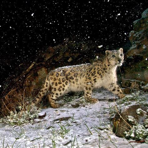 Happy Holidays To All Stevewinterphoto Natgeo Here Is A Snow Leopard