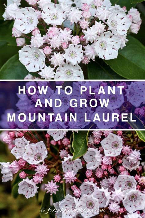Mountain Laurel Care How To Grow Beautiful Shade Loving Kalmia