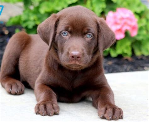 Labrador retrievers are an adorable and popular dog breed that can make a great addition to your household. Chocolate Labrador Retriever Puppies For Sale | Puppy ...
