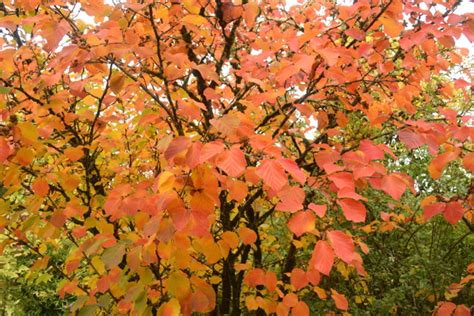 Fall 2020 and spring 2021 indicates new plants added this year abies a. Roger Gossler Farms | The World's Best Gardening Blog