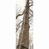 Pictures of Climbing Sticks For Tree Stands
