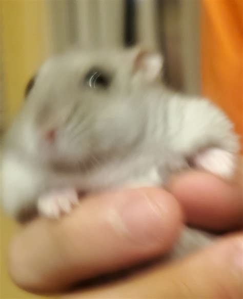 Hamster Cuteness Tumblr