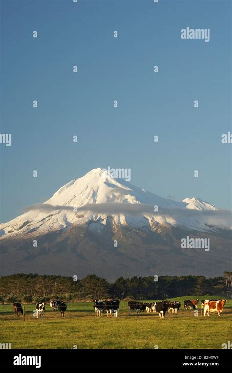 Dairy Cows And Farmland Near Opunake And Mt Taranaki Mt Egmont Taranaki