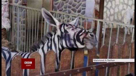 Accusations Of Fake Creatures In Zoos Egypt And China Bbc News 26th